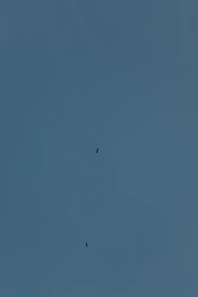 DSC_0269 (Large).JPG